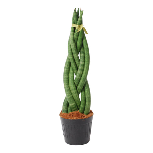 Trendyplants - Sansevieria Cylindrica 'Twist' - Kamerplant - 30-50 cm - Potmaat Ø10,5cm - vtwonen shop