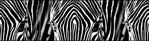 Sanders & Sanders zelfklevende behangrand zebra's zwart wit - 500 x 14 cm - 600060