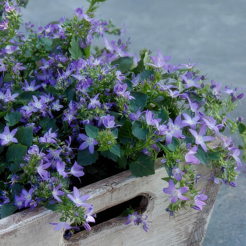 Trendyplants - Campanula poscharskyana 'Stella' - 6 stuks - Klokjesbloem - Winterhard - Hoogte 10-25cm - Potmaat Ø9cm - vtwonen shop