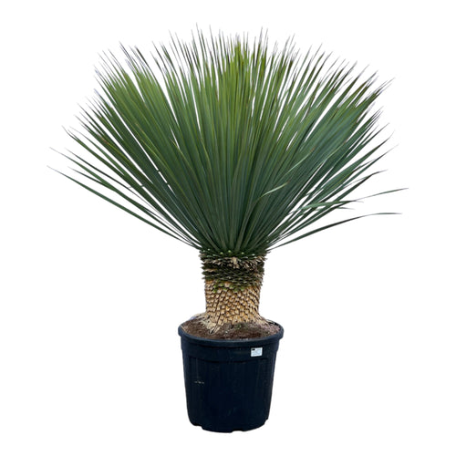 Trendyplants - Yucca Rostrata - Blue Baked Yucca - Winterhard - Hoogte 110-130 cm - Potmaat Ø35cm - vtwonen shop