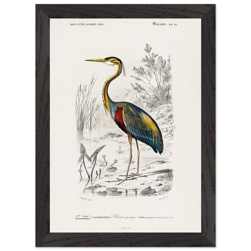 Artfulprints Poster met Lijst Charles Dessalines d'Orbigny - Purple heron (Ardea purpurea)   - A4 21x29.7 cm - Meerkleurig