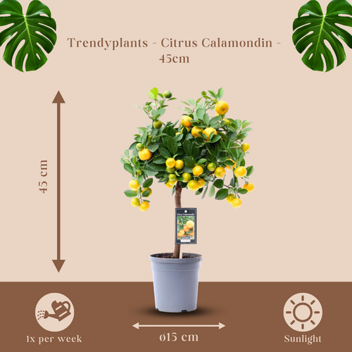 Trendyplants - Citrus Calamondin - Sinaasappelboom - Tuinplant - Hoogte 35-55 cm - Potmaat Ø15cm - vtwonen shop