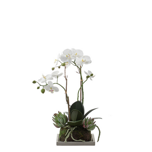 Sia Deco Orchidee En Succulenten Compositie - wit - H43 - vtwonen shop