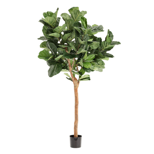 Maxifleur Lyrata Deluxe Y Kunstboom 220cm in pot