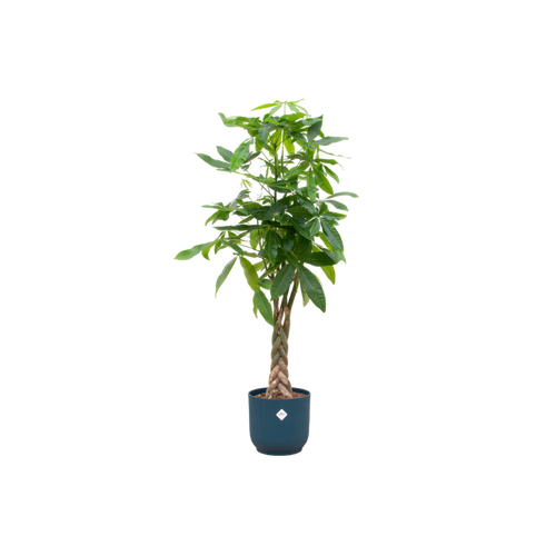 Trendyplants - Pachira Aquatica inclusief elho Vibes Fold Round blauw - 160 cm - Ø30cm - vtwonen shop