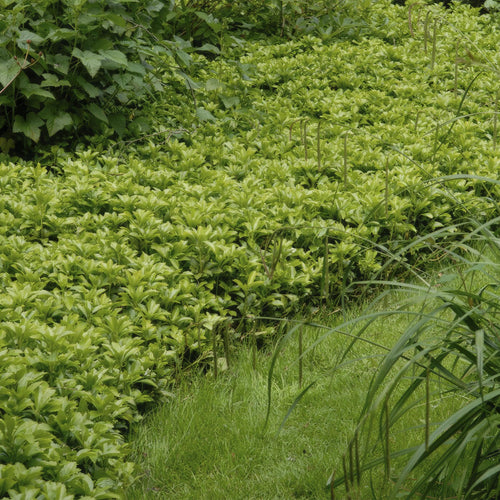 Trendyplants - Pachysandra terminalis 'Green Carpet' - 20 stuks - Schaduwkruid - Winterhard - Hoogte 10-20cm - Potmaat Ø9cm - vtwonen shop