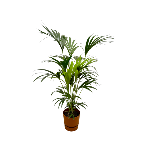 Trendyplants - Kentia palm inclusief elho Greenville Round bruin - 160 cm - Ø24cm - vtwonen shop