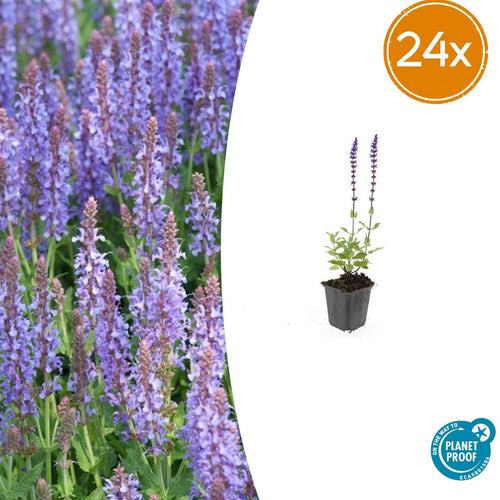 Trendyplants - Salvia nemorosa 'Caradonna' - 24 stuks - Salie - Winterhard - Hoogte 10-30 cm - Potmaat Ø9cm - vtwonen shop