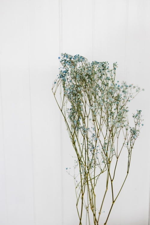 My Flowers.shop Lichtblauw gedroogd Gipskruid | Lichtblauwe Gypsophila droogbloemen |  Lengte ± 60 cm | Per bos van 5 takken - vtwonen shop