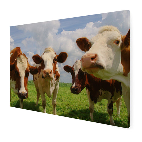 Art for the Home Buitencanvas - Nieuwsgierige Koeien - 50x70cm