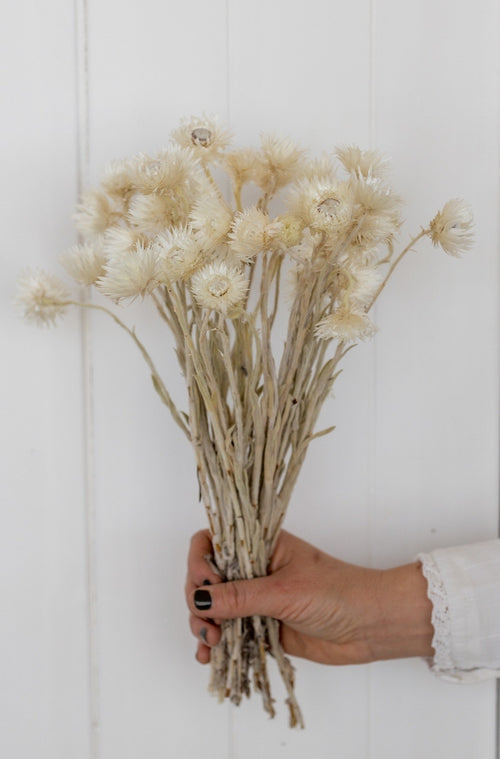 My Flowers.shop Wit naturelle Kaaps Everlasting droogbloemen | Lengte ± 40 centimeter | Per bos - vtwonen shop