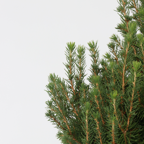 Plant in a Box dwergspar Picea glauca conica - hoogte 75cm - pot 21cm - vtwonen shop