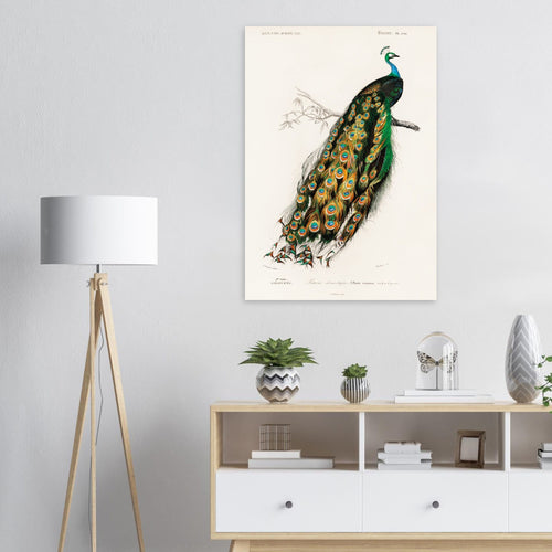 Poster Charles Dessalines d'Orbigny - Indian peafowl (pavo cristatus)   - A4 21x29.7 cm -