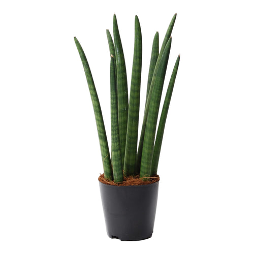 Trendyplants - Sansevieria Cylindrica 'Spaghetti' - Kamerplant - Hoogte 30-50 cm - Potmaat Ø10,5cm - vtwonen shop