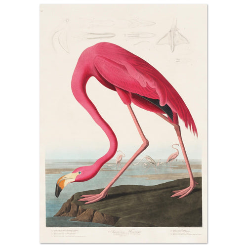 Artfulprints Poster met Lijst American flamingo   - A4 21x29.7 cm - Roze
