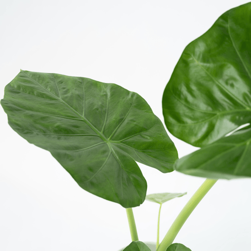 Plant in a Box kamerplant Alocasia Macrorrhiza - hoogte 60-70cm - pot 17cm - vtwonen shop