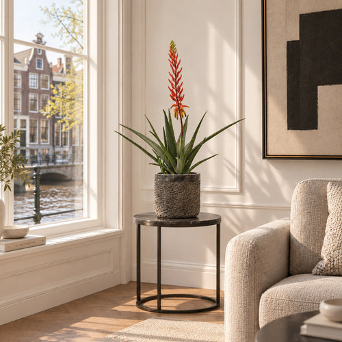Maxifleur Aloe Vera Kunstplant 75cm rood
