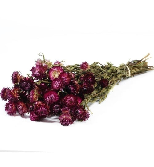 My Flowers.shop Gedroogde donkerroze Helichrysum | Donkerroze strobloemen droogbloemen | Lengte 55 centimeter | Per bos - vtwonen shop