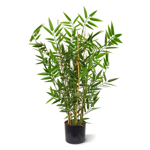 Maxifleur Japanse Bamboe kunstplant 60cm - UV bestendig