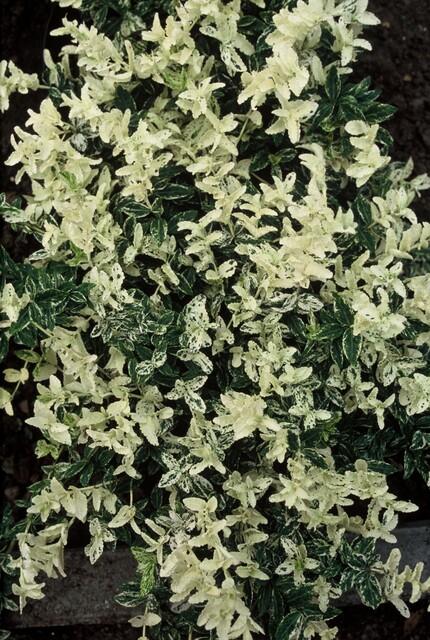 Trendyplants - Euonymus fort. 'Harlequin' - 48 stuks - Kardinaalshoed - Winterhard - Hoogte 10-30 cm - Potmaat Ø9 cm - vtwonen shop