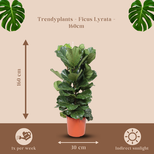 Trendyplants - Ficus Lyrata struik - Tabaksplant - Kamerplant - Hoogte 150-170 cm - Potmaat Ø30cm - vtwonen shop