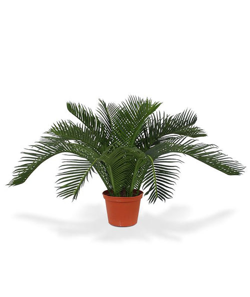 Maxifleur Cycas Baby kunstpalm 45cm - N