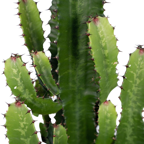 Trendyplants - Euphorbia Acrurensis - Cactus - Hoogte 40-60 cm - Potmaat Ø17cm - vtwonen shop