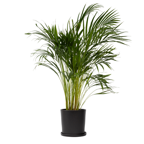 Plant in a Box Dypsis Lutescens - Areca - Goudpalm - Kamerplant - Pot 21cm - Hoogte 100-120cm - vtwonen shop