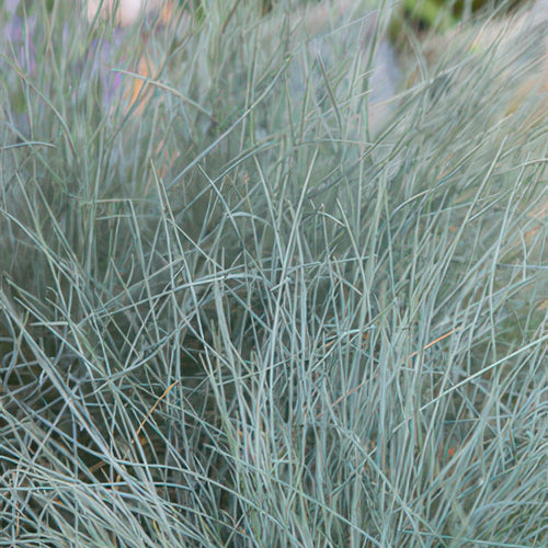 Trendyplants - Festuca glauca 'Elijah Blue' - 20 stuks - Zwenkgras - Winterhard  - Hoogte 10-25cm - Potmaat Ø9cm - vtwonen shop