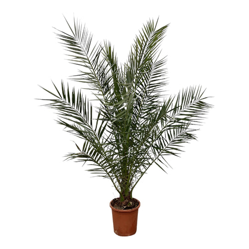 Trendyplants - Phoenix Canariensis - Dadelpalm - Winterhard - Hoogte 170-190 cm - Potmaat Ø24cm - vtwonen shop