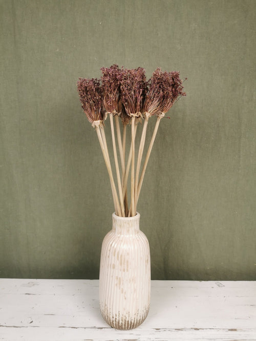 My Flowers.shop Gedroogde Allium Cherry naturel - vtwonen shop