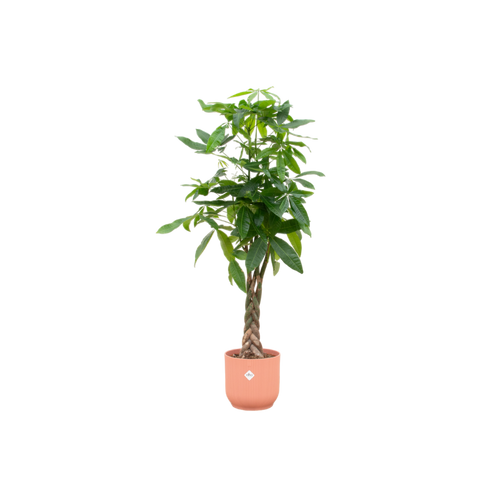 Trendyplants - Pachira Aquatica inclusief elho Vibes Fold Round roze - 160 cm - Ø30cm - vtwonen shop