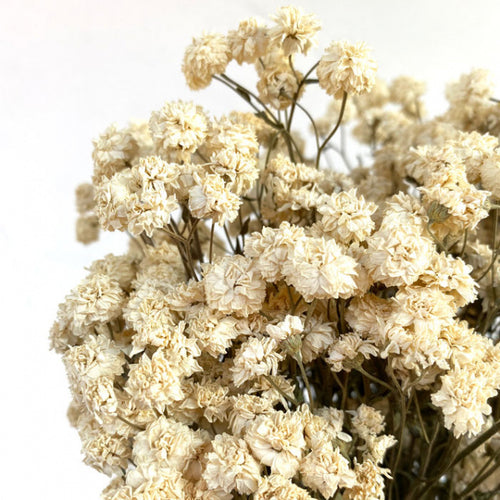 My Flowers.shop Wit gedroogde Wilde Bertram | Witte Achillea Ptarmica droogbloemen | Lengte 40 centimeter | Per bos - vtwonen shop