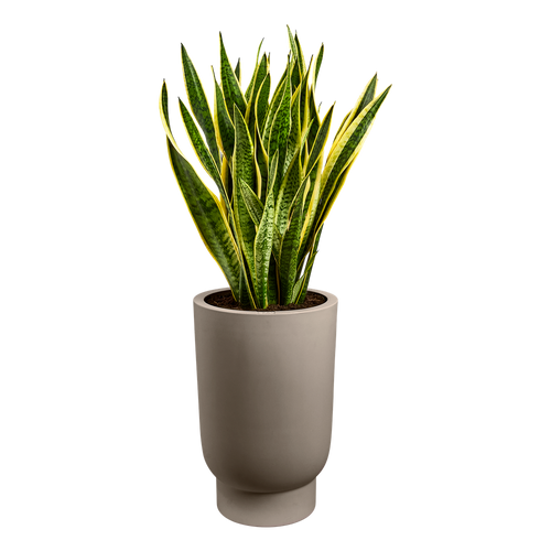 elho amber grail high 40 burnt umber | planter | Geschikt voor binnen en buiten