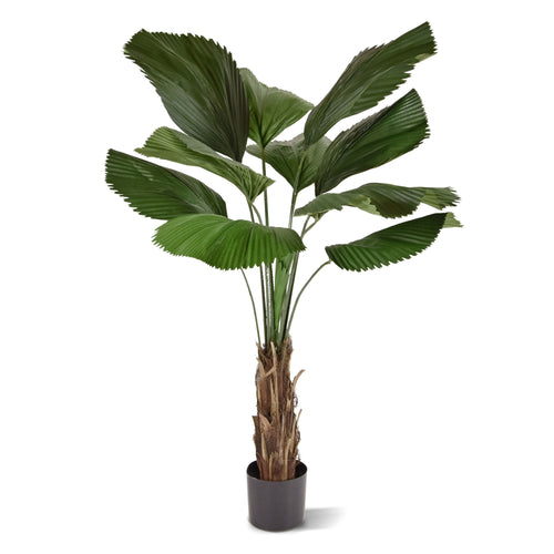 Maxifleur Licuala kunstpalm 140cm