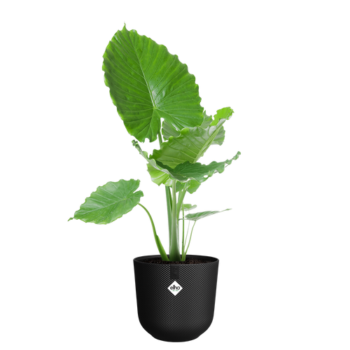 elho jazz rond 35 living black | Bloempot | Geschikt voor binnen