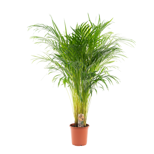 Trendyplants - Areca palm - Goudpalm - Kamerplant - Hoogte 100-120 cm - Potmaat Ø21cm - vtwonen shop