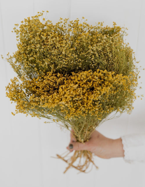 My Flowers.shop Naturel gedroogde Brem | Natuurlijke Broom Bloom droogbloemen | Lengte ± 60 cm | Per bos - vtwonen shop