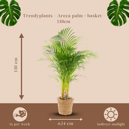 Trendyplants - Areca palm inclusief mand - 130 cm - Ø24cm - vtwonen shop