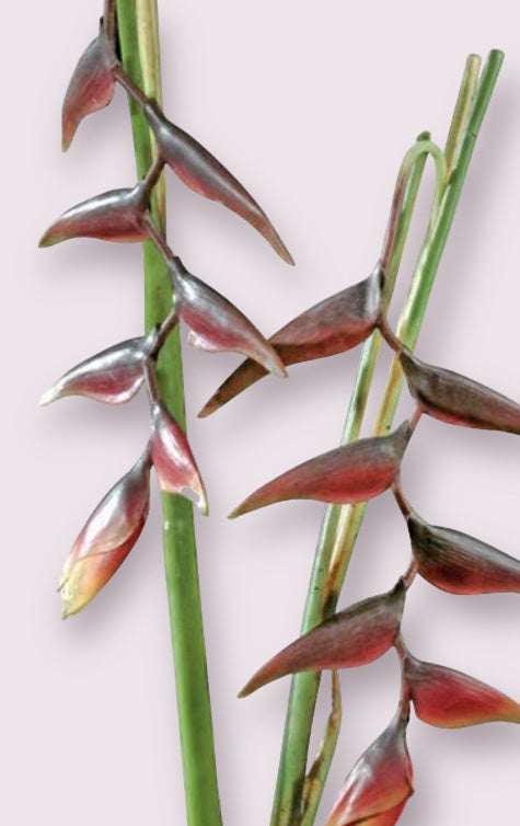 My Flowers.shop Bordeauxkleurige heliconia zijden bloem | Lengte 80 + 53 centimeter | Per stuk - vtwonen shop