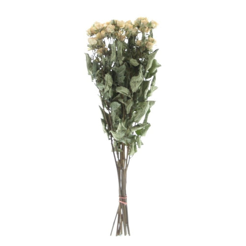 My Flowers.shop Tien gedroogde witte trosrozen | Lengte 40 centimeter | Per bos te bestellen - vtwonen shop