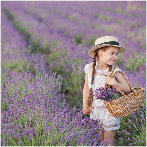 Trendyplants - Lavendel angustifolia - 72 stuks - Lavendel - Winterhard - Hoogte 10-20 cm - Potmaat Ø7cm - vtwonen shop