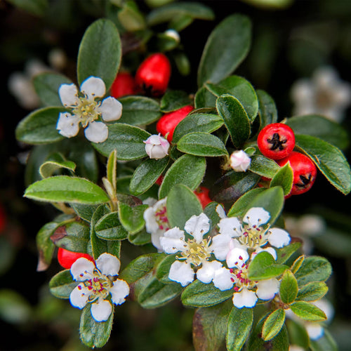 Trendyplants - Cotoneaster dammeri - Dwergmispel - 40 stuks - Winterhard - Hoogte 15-25cm - Potmaat Ø9cm - vtwonen shop