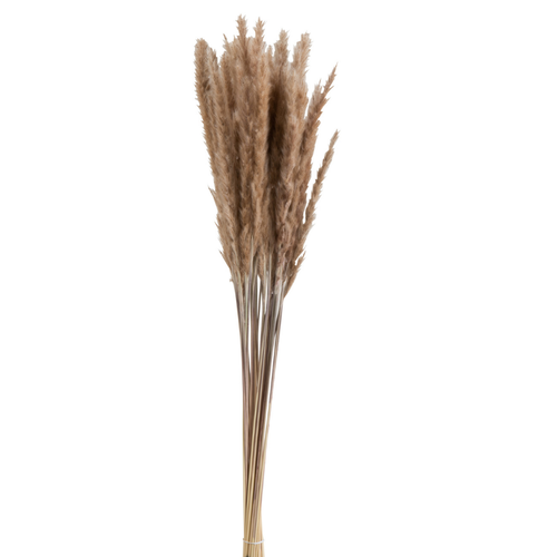 J-Line droogbloemen - Bundel Pennisetum - gedroogd gras - bruin - vtwonen shop