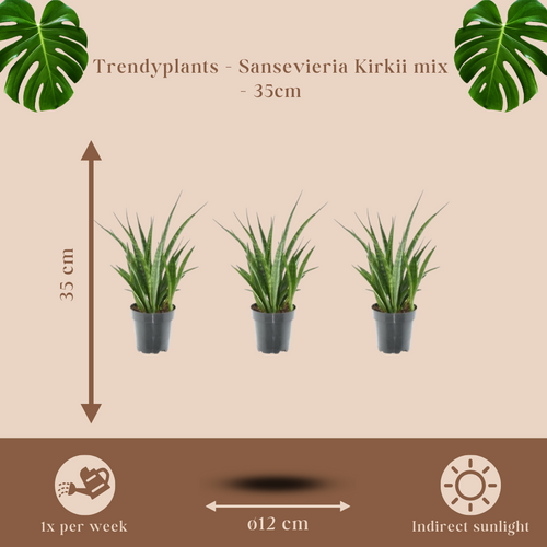 Trendyplants - Kirkii mix - 3x Sansevieria Kirkii - Hoogte - 25-45 cm - Potmaat Ø12cm - vtwonen shop