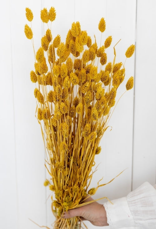 My Flowers.shop Geel gedroogd Kanariegras | Gele Phalaris droogbloemen | Lengte ± 65 cm | Per bos - vtwonen shop