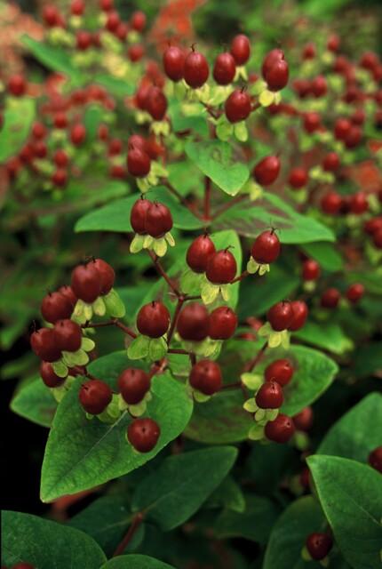 Trendyplants - Hypericum inodorum 'Beauty' - 24 stuks - Hertshooi - Winterhard - Hoogte 10-30 cm - Potmaat Ø9cm - vtwonen shop