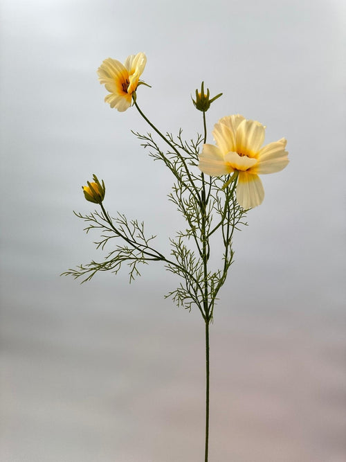 My Flowers.shop Cremekleurige cosmea zijden bloem | Lengte 90 centimeter | Per stuk - vtwonen shop