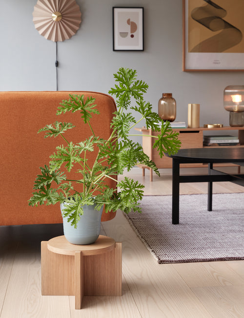 Hübsch plantenstandaard Nomad - mdf/okerfineer/eikenhout - ø30xh20cm