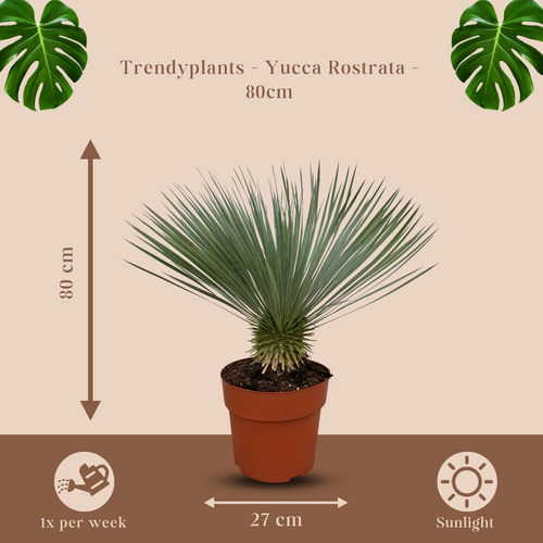 Trendyplants - Yucca Rostrata - Winterhard - Tuinplant - Hoogte 70-90 cm - Potmaat Ø27cm - vtwonen shop